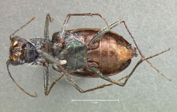 Media type: image;   Entomology 14 Aspect: habitus ventral view